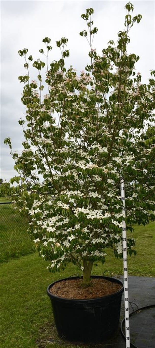 Cornus k. 'Milky Way' - 200-250 CM in Cont.